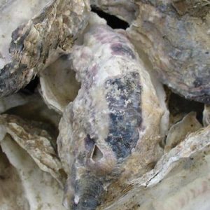 Oyster Shells Buffering,Stabilising,PH